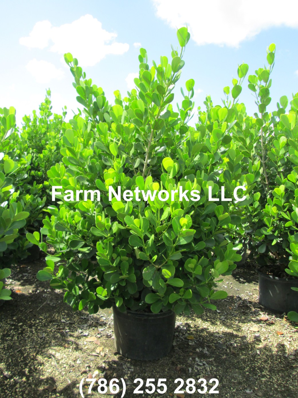 Clusia Broward 45 Gallon