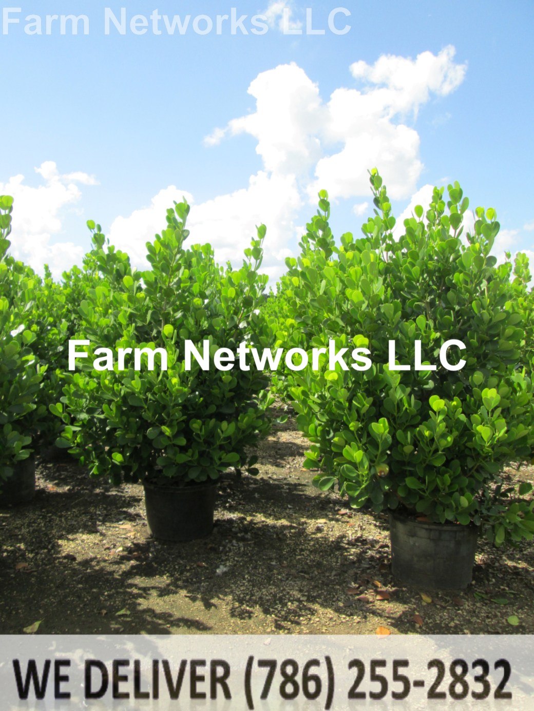 Clusia Broward 65 Gallon