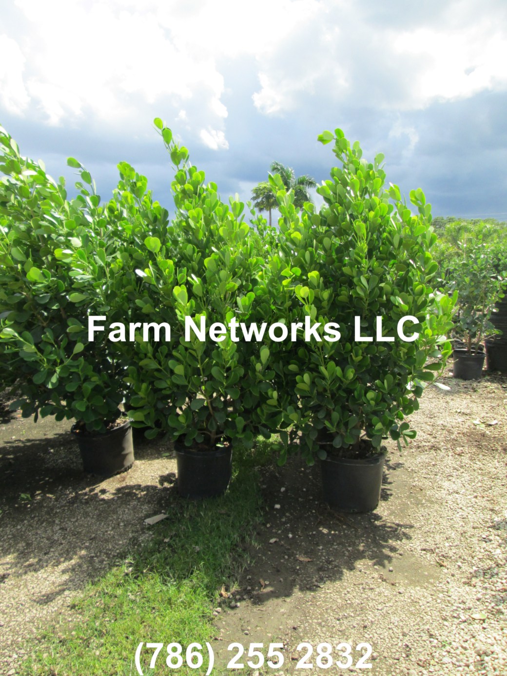 Clusia Broward 7 Gallon