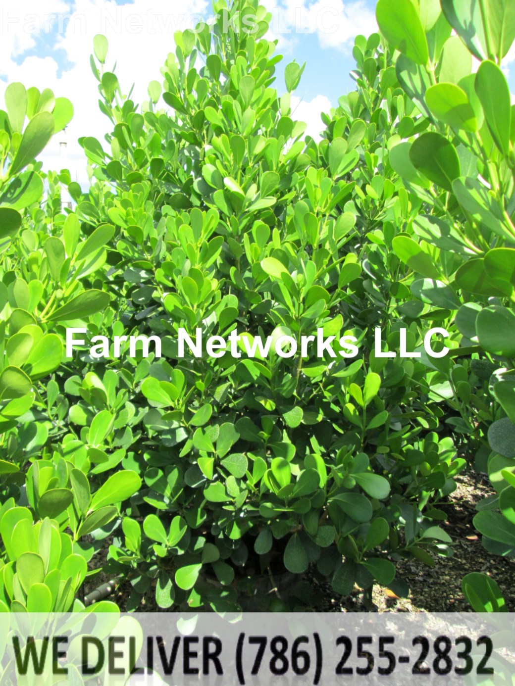 Clusia Broward Nursery