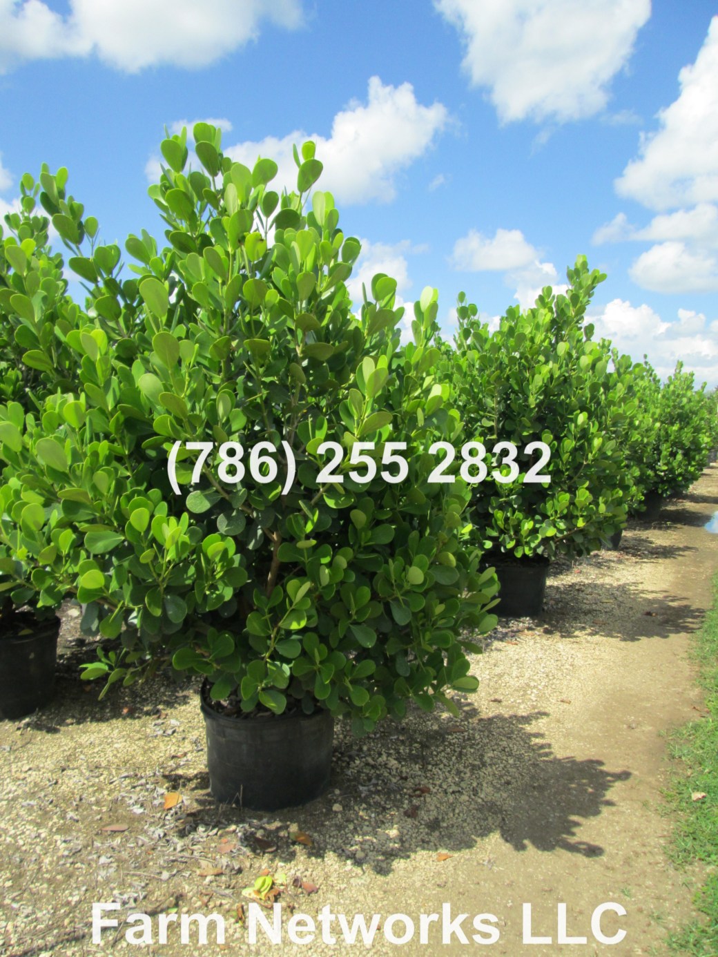 Clusia Hedge Broward