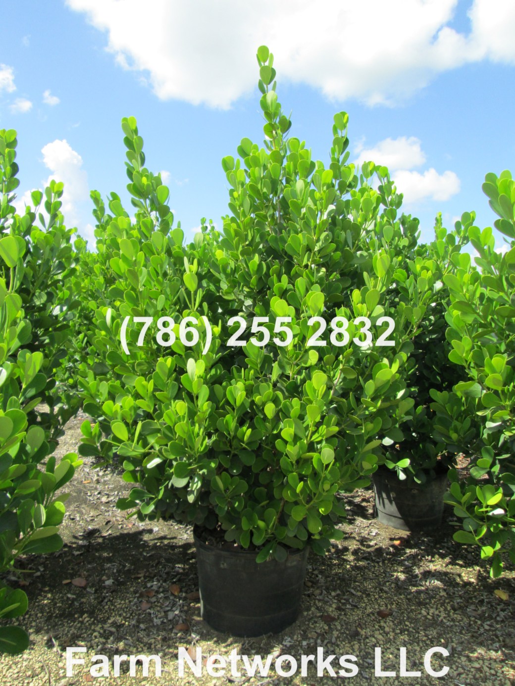 Clusia Hedge Growers