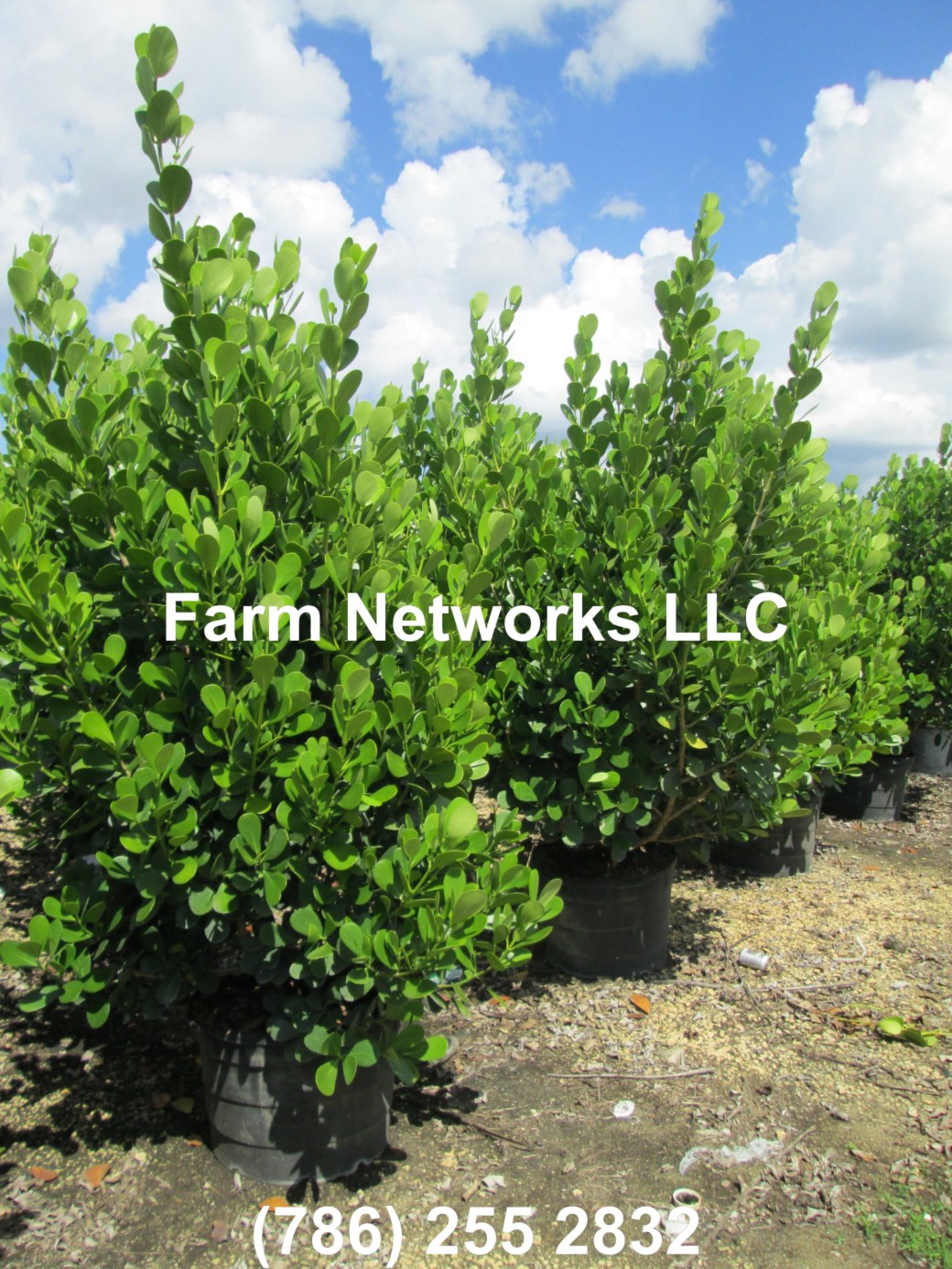 Clusia Hedge Homestead