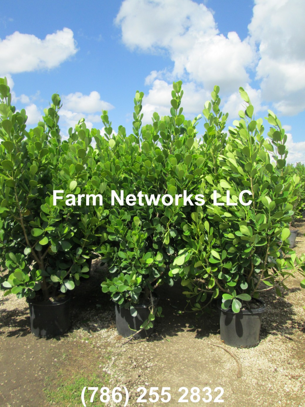 Clusia Hedge Naples.JPG