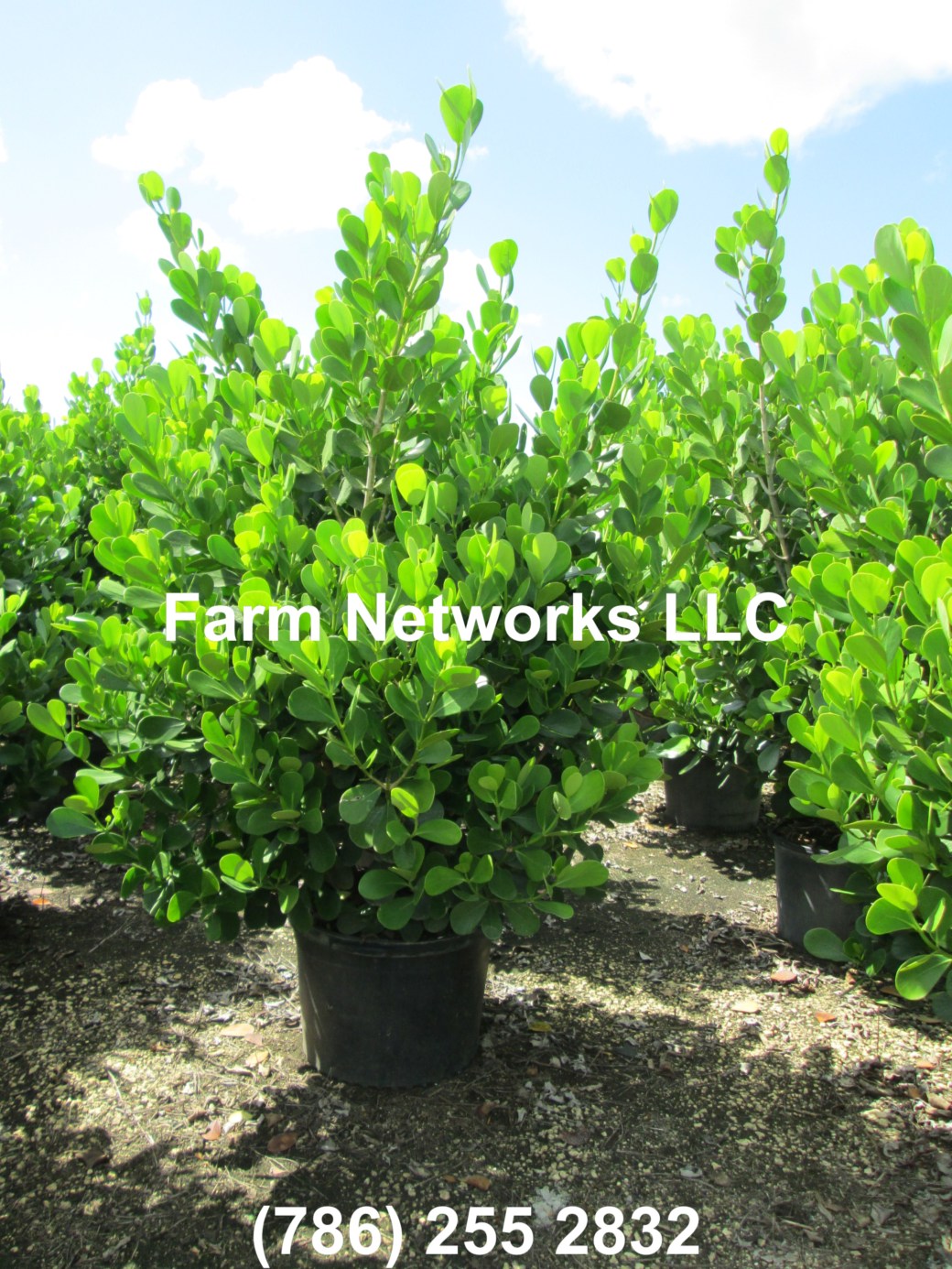 Clusia Hedge Nursery