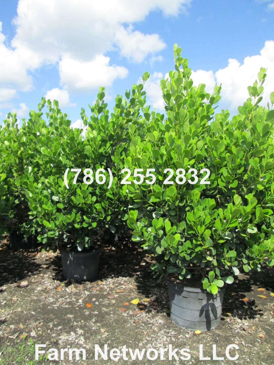 Clusia-Hedge Nursery
