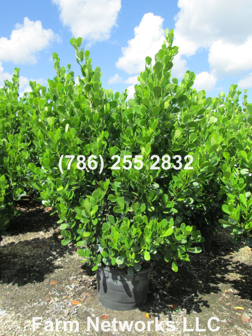 Clusia Hedge Palm Beach