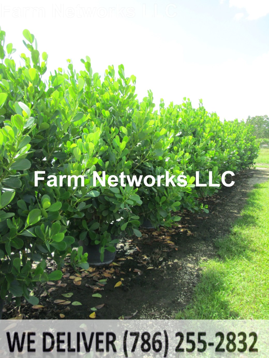 Clusia Hedge Plant Growers