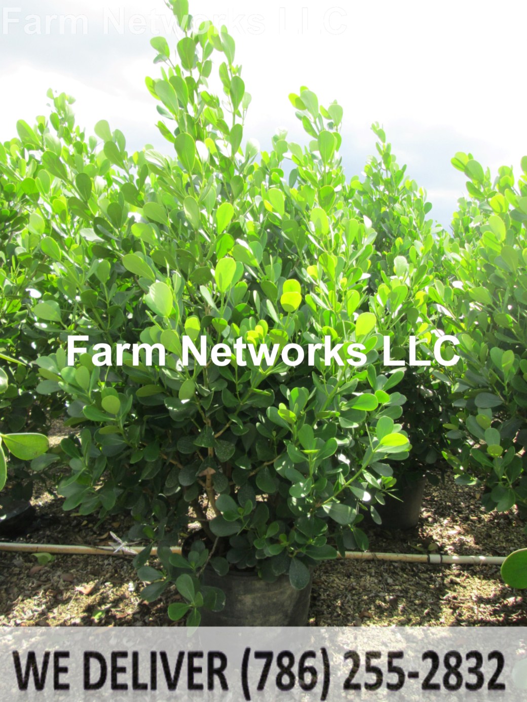 Clusia Hedge Plant Miami