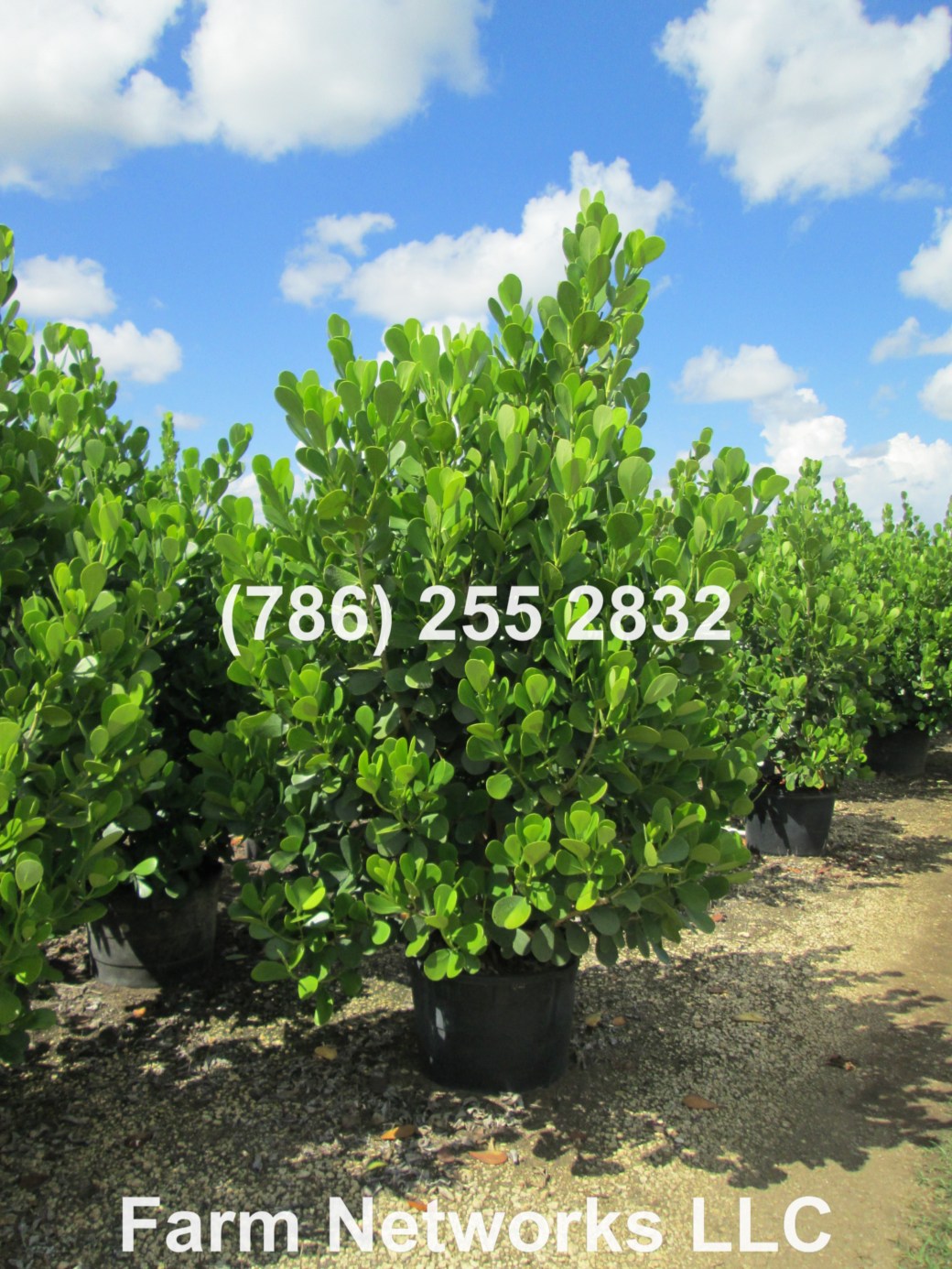 Clusia Hedge Plant Nurseries