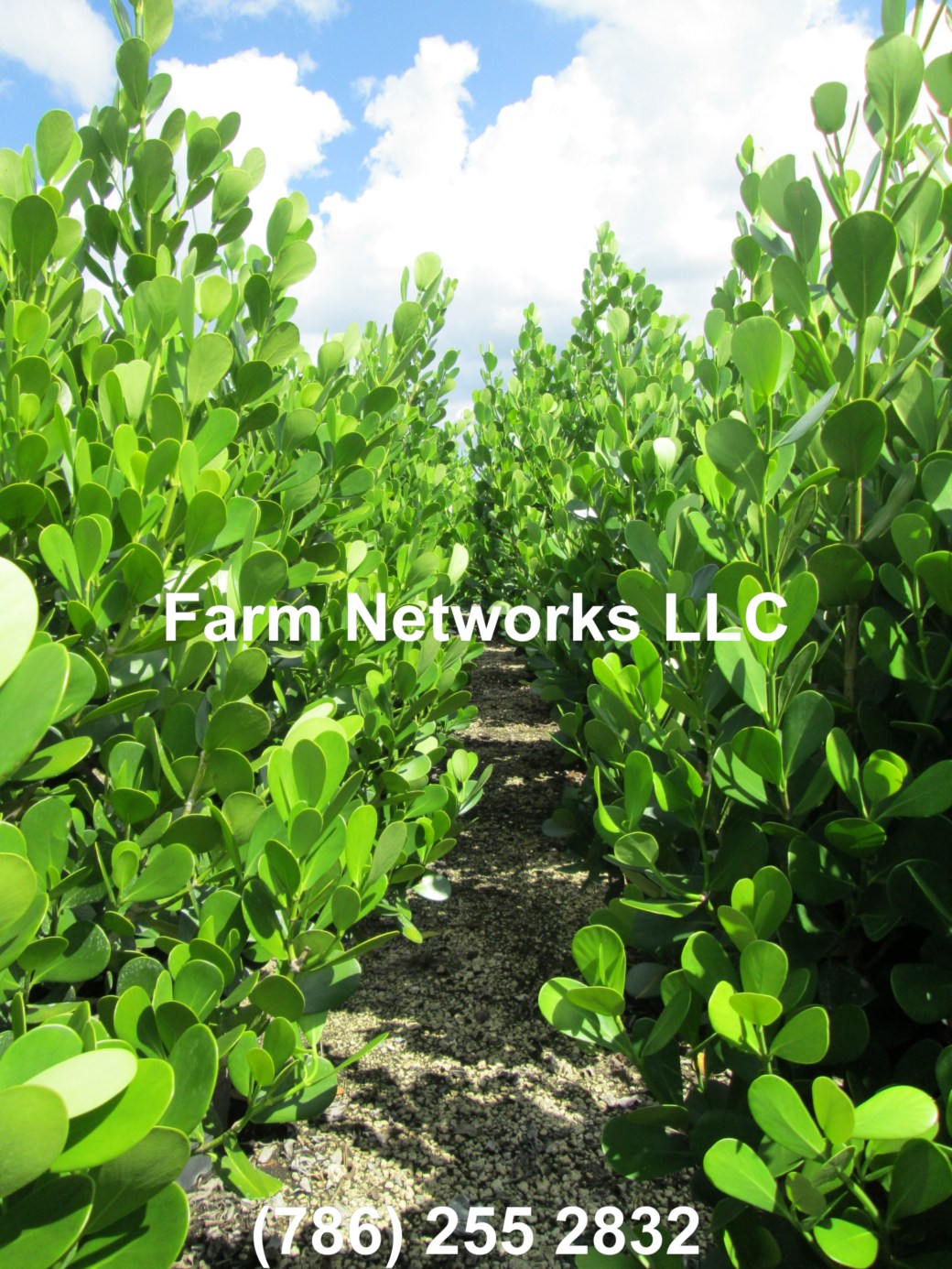 Clusia Hedge Plant Wholesale