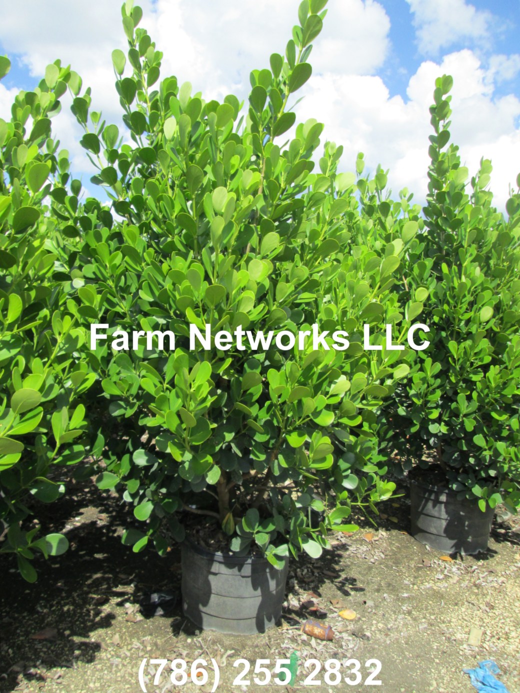 Clusia Hedge West Palm Beach