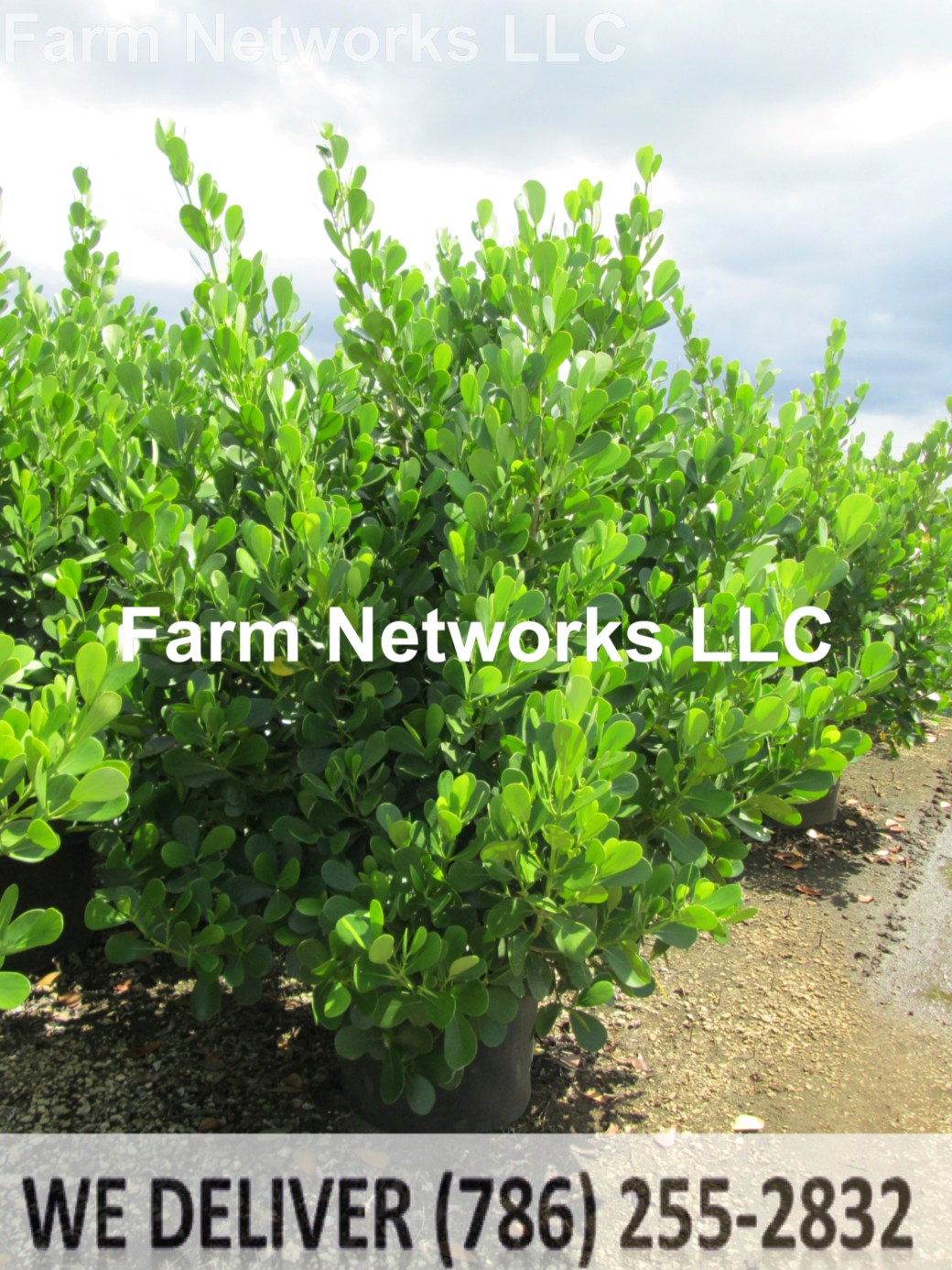 Clusia Homestead 10 Gallon