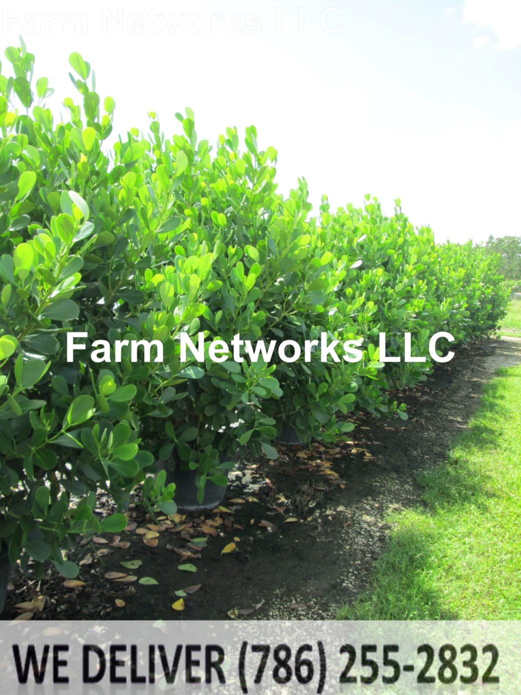 Clusia Homestead 15 -Gallon