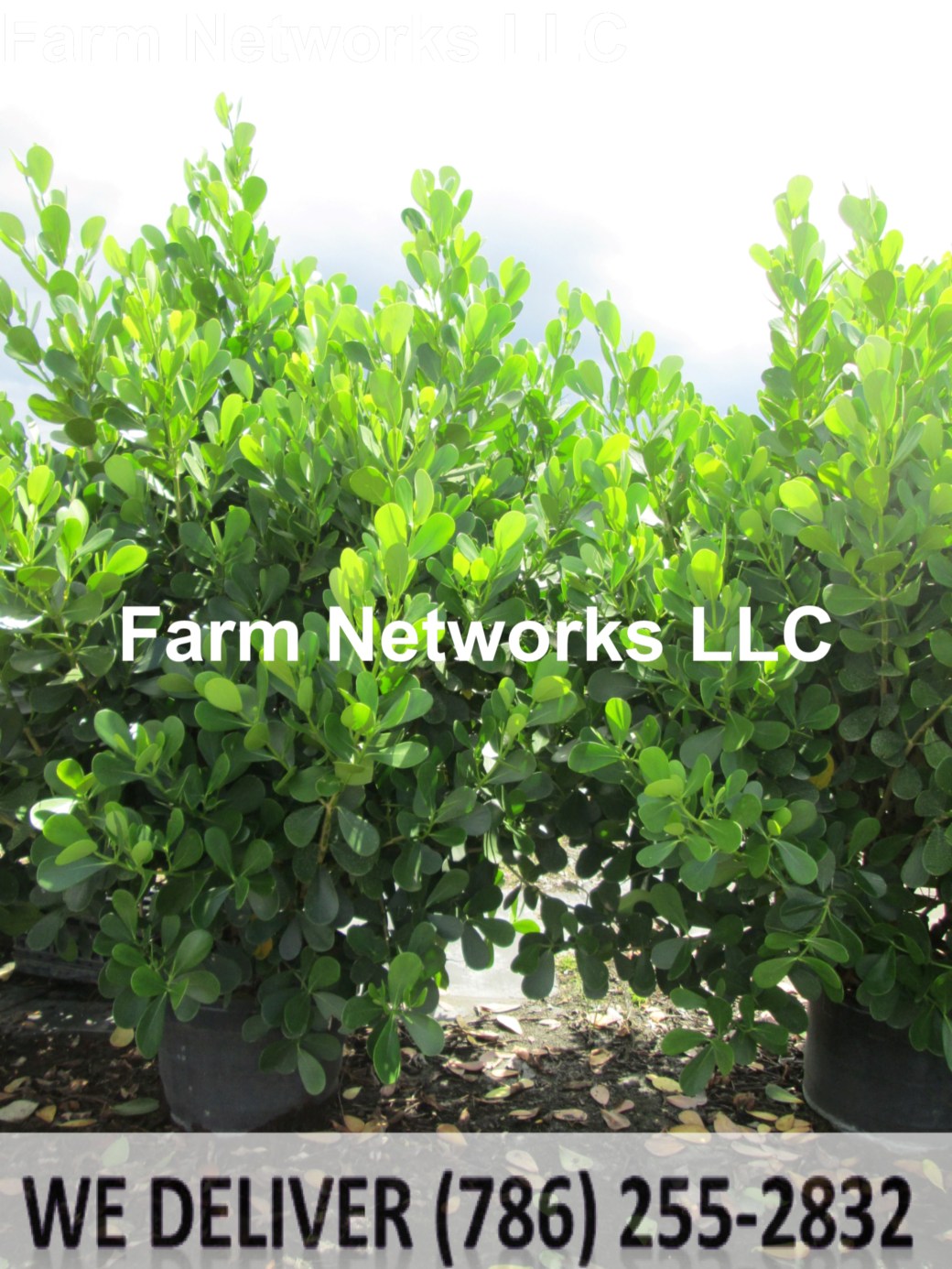 Clusia Homestead 7 Gallon