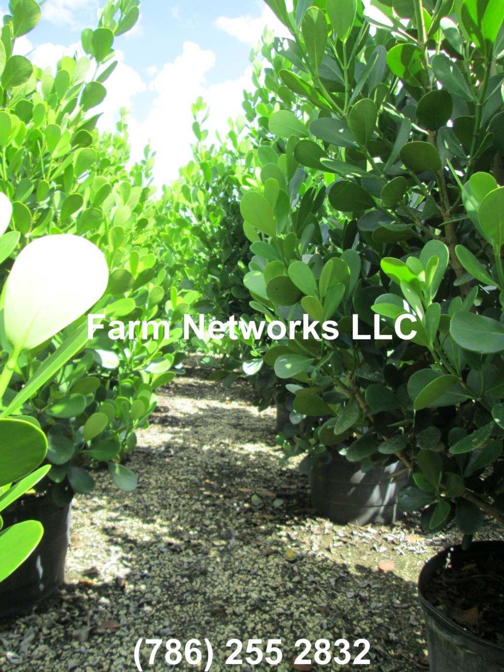 Clusia Homestead FL 25 Gallon