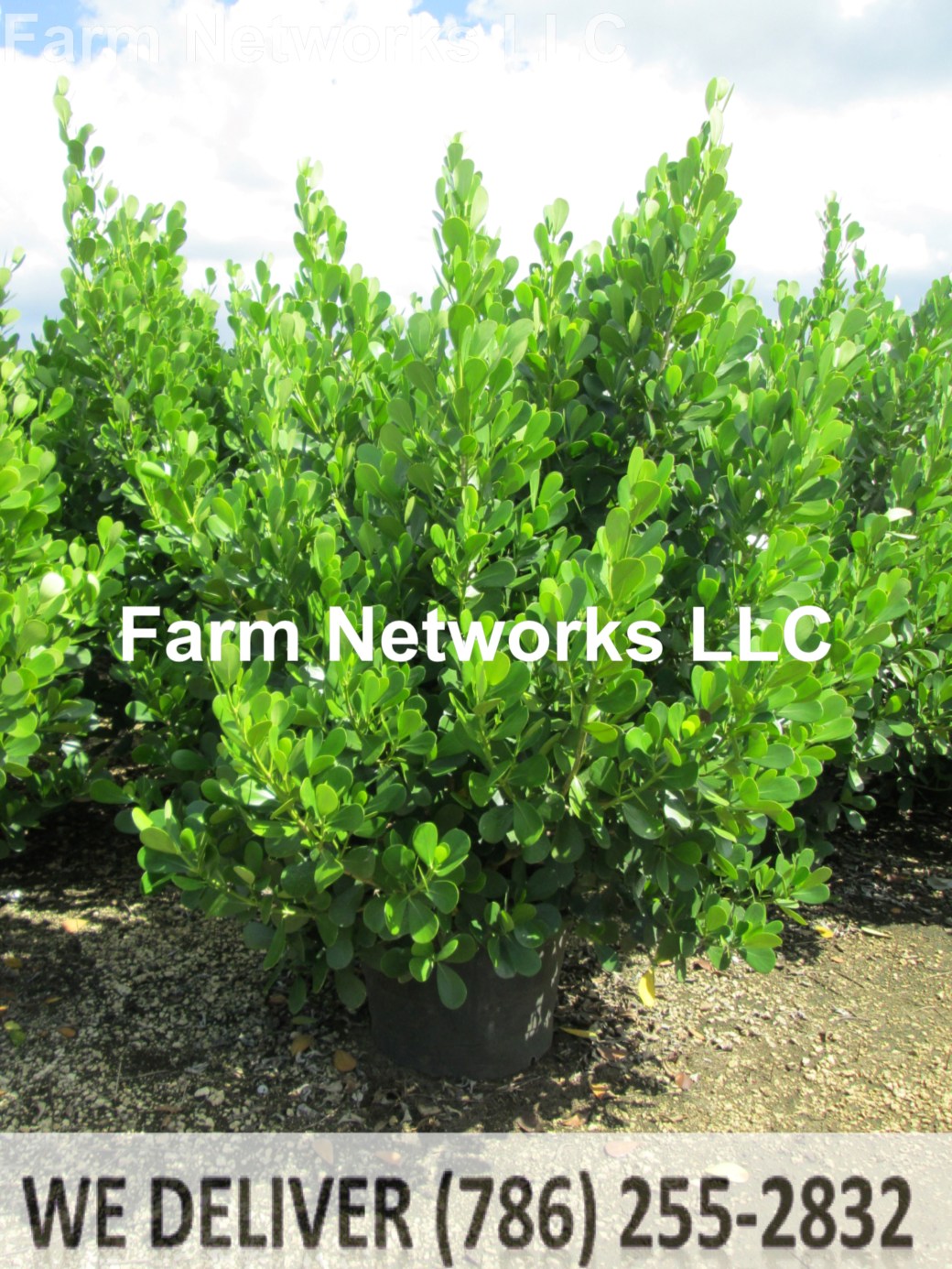 Clusia Miami 15 Gallon