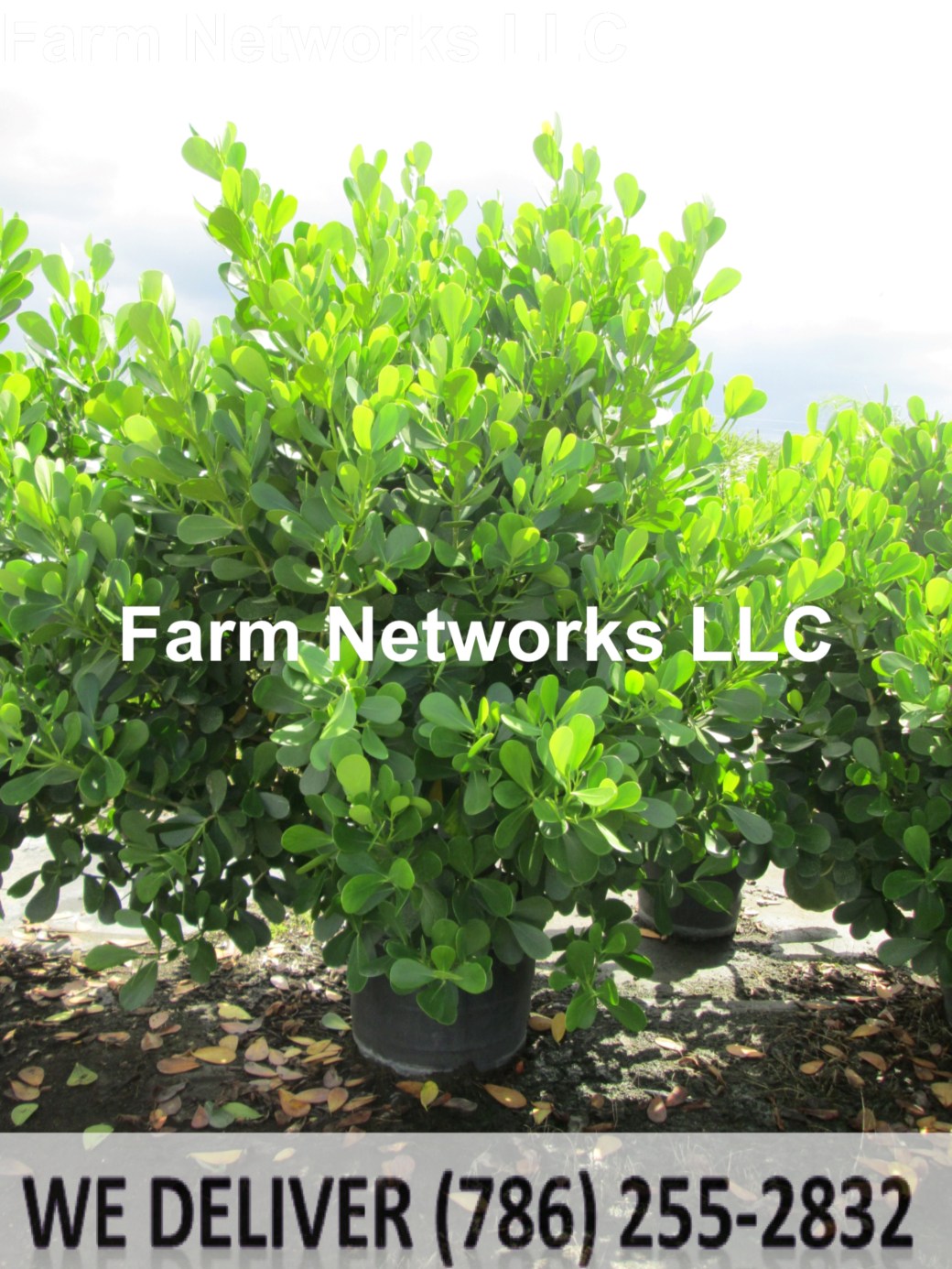 Clusia Miami 25 Gallon