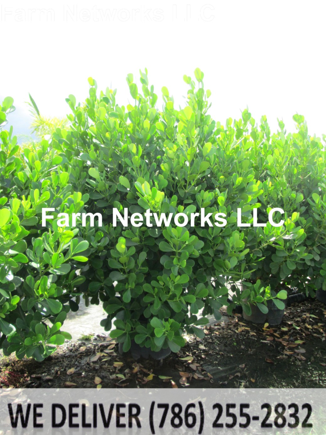 Clusia Miami 3 Gallon