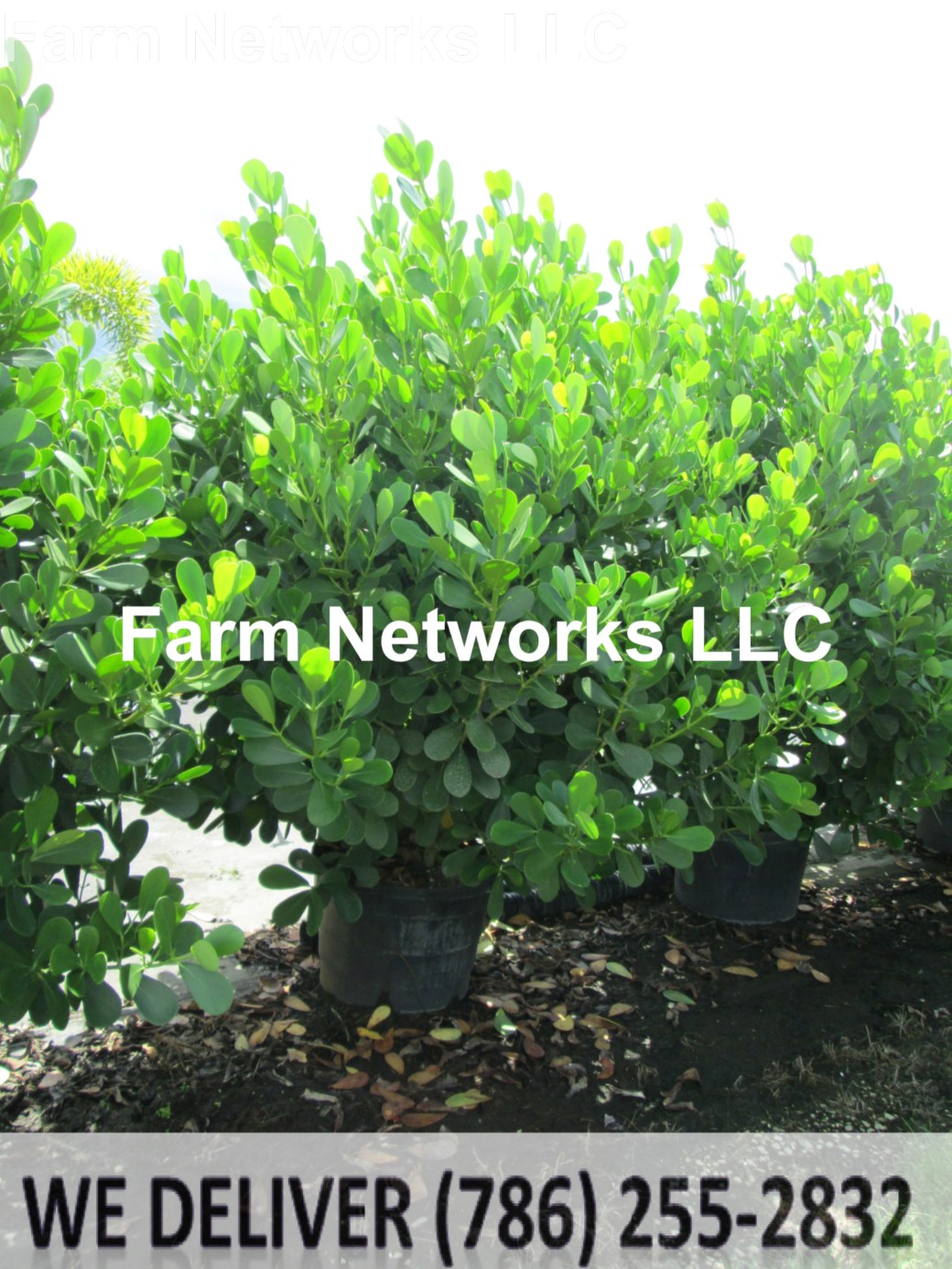 Clusia Miami 7 Gallon