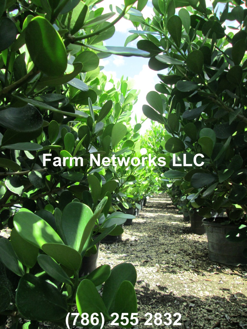 Clusia Miami Beach 25 Gallon