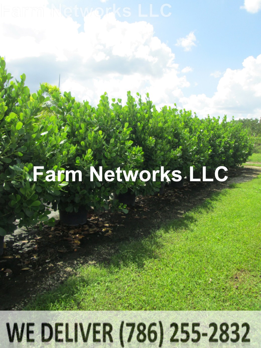 Clusia North Miami Beach 25 Gallon.JPG