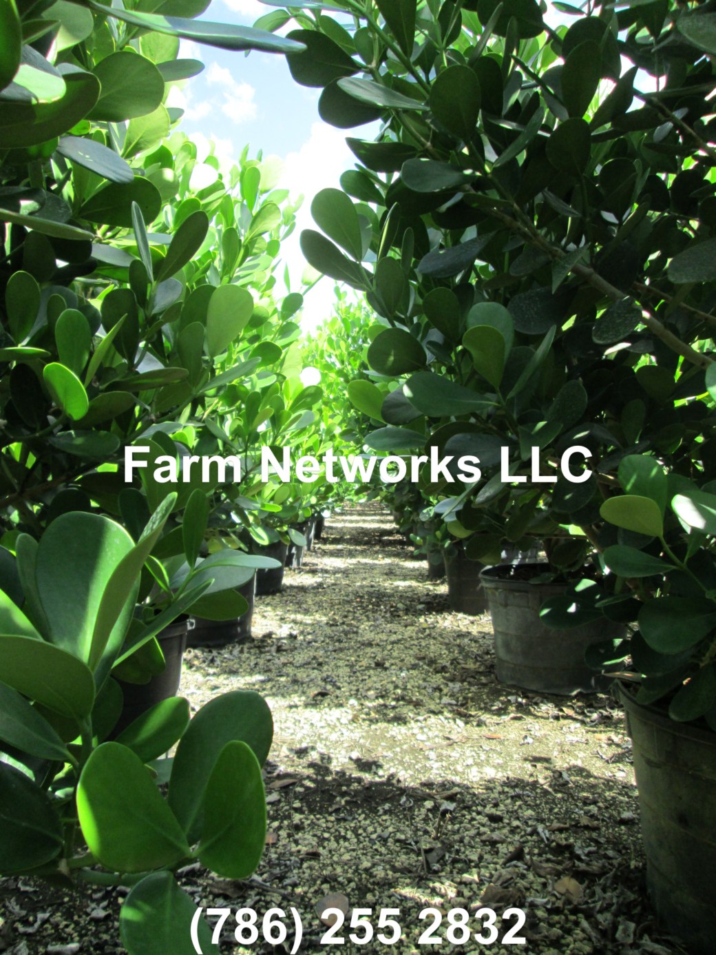 Clusia Nursery Palm Beach, FL