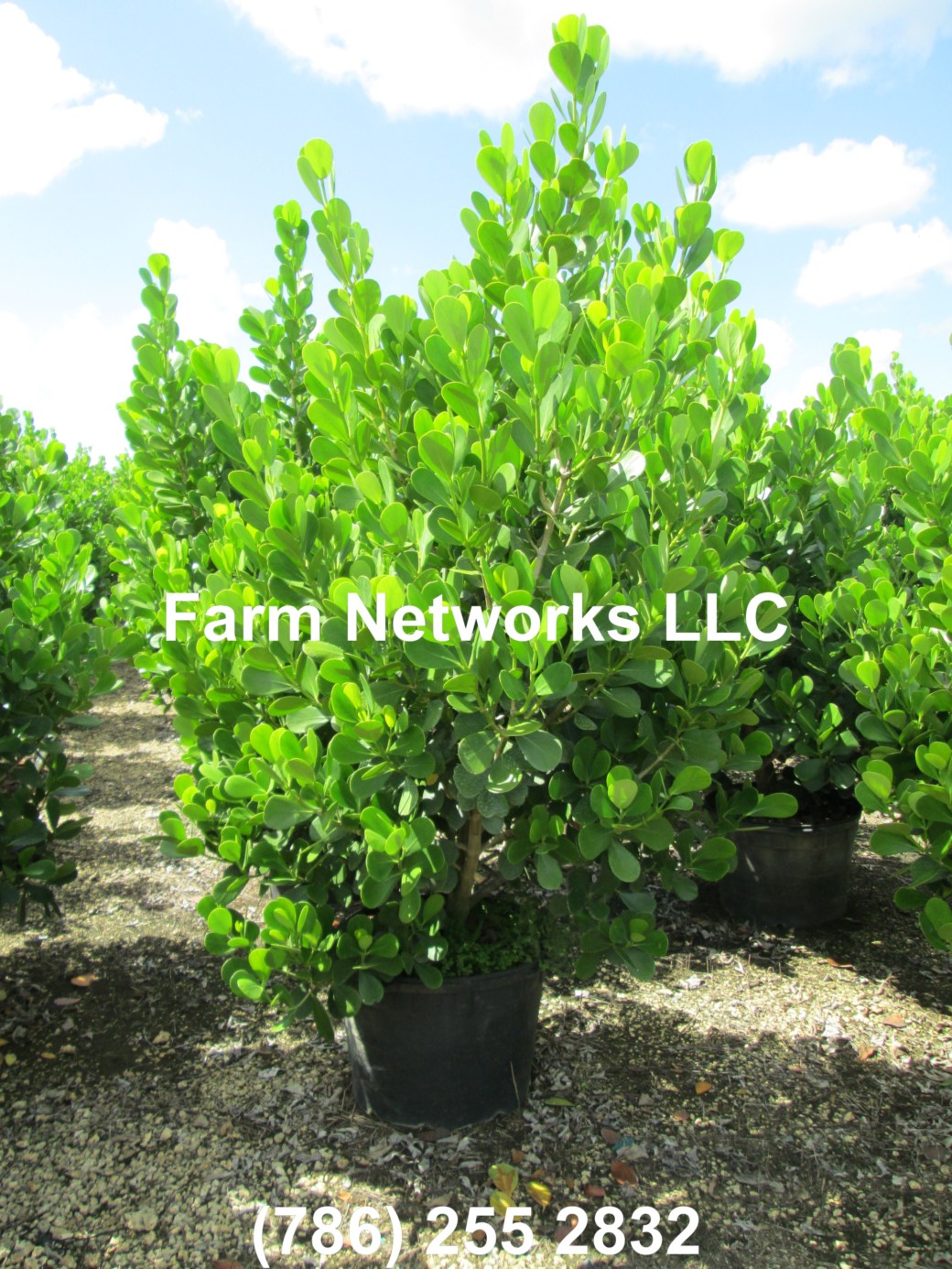 Clusia-Plant Nursery