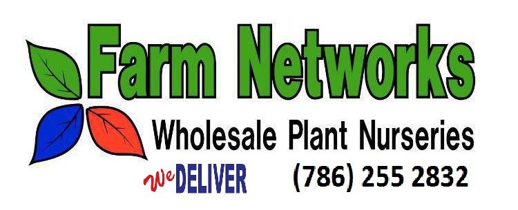 South Florida Clusia