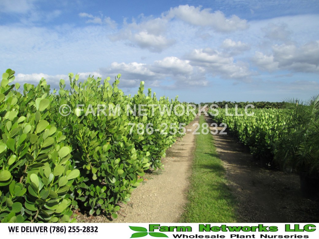 Florida-Friendly Shrubs for Perimeter Plantings