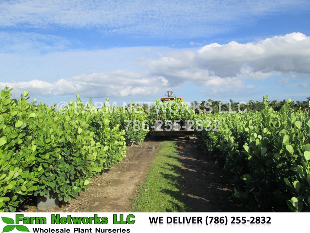 Guttifera Small Leaf