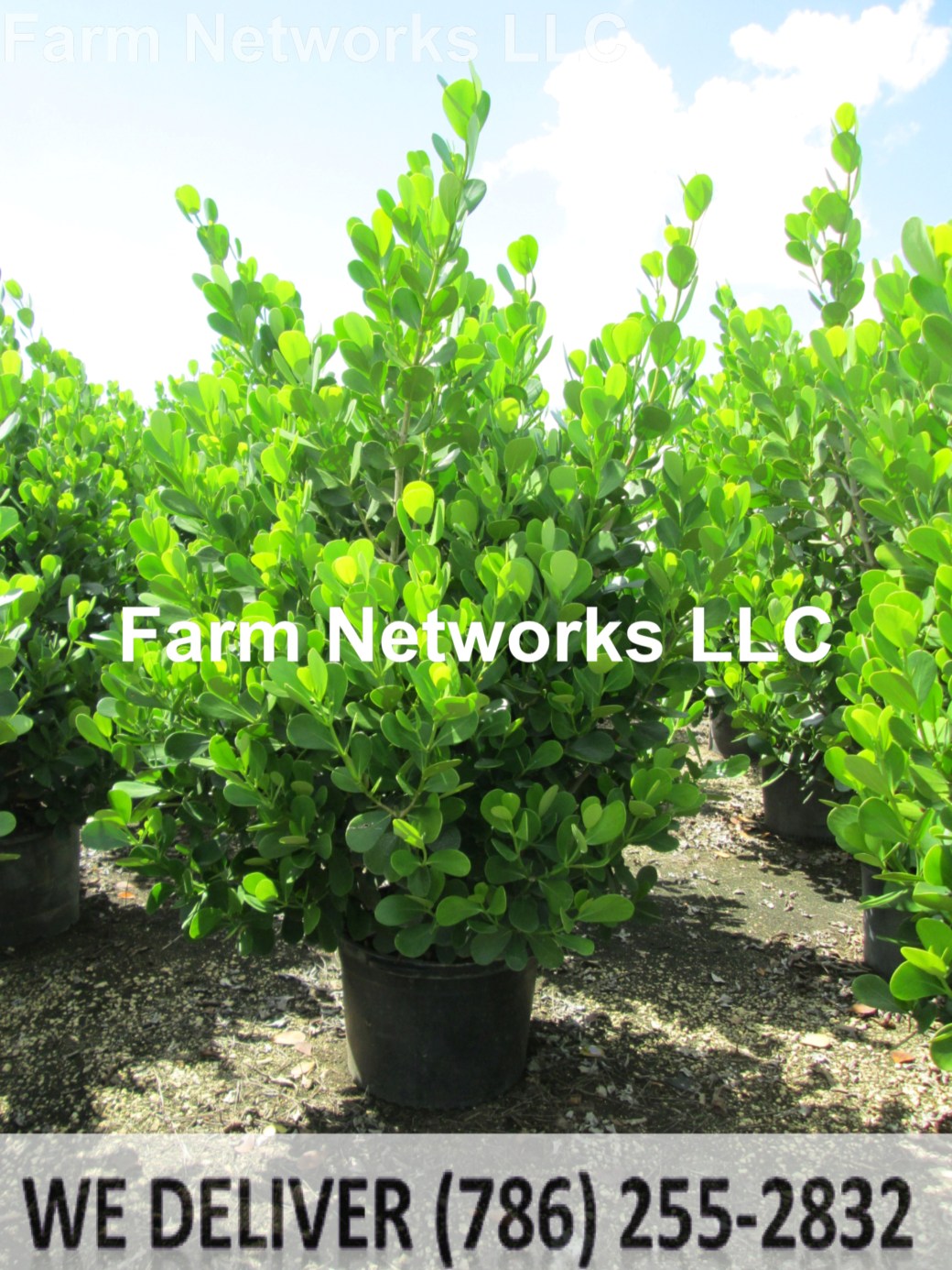 Naples-Clusia 1 Gallon