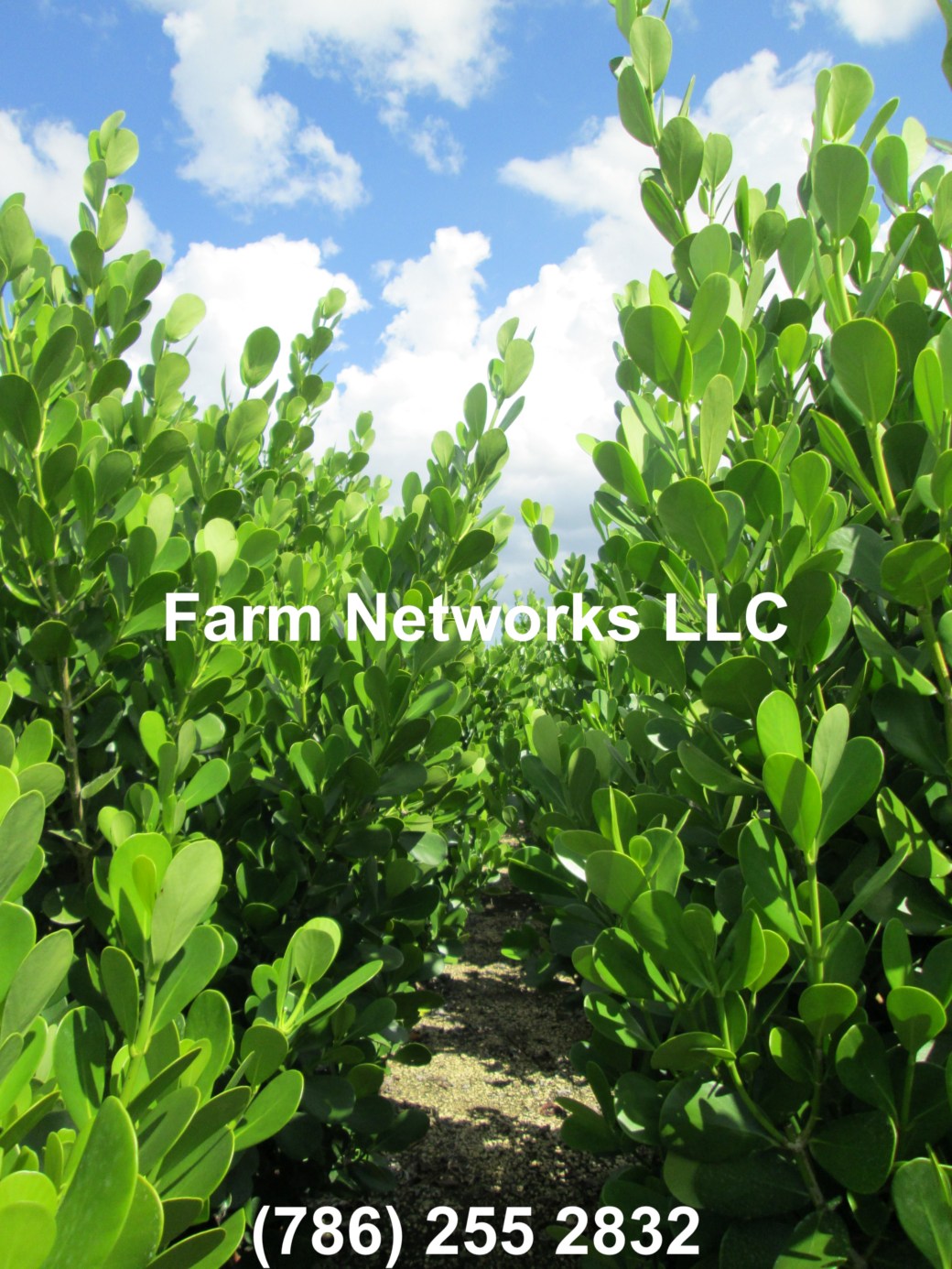 Naples-Clusia 15 Gallon