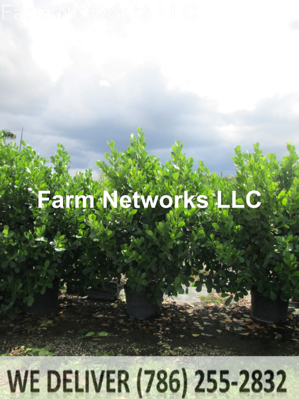 Naples-Clusia 25 Gallon