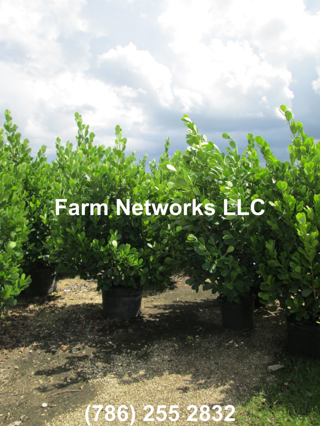 Naples-Clusia 3 Gallon