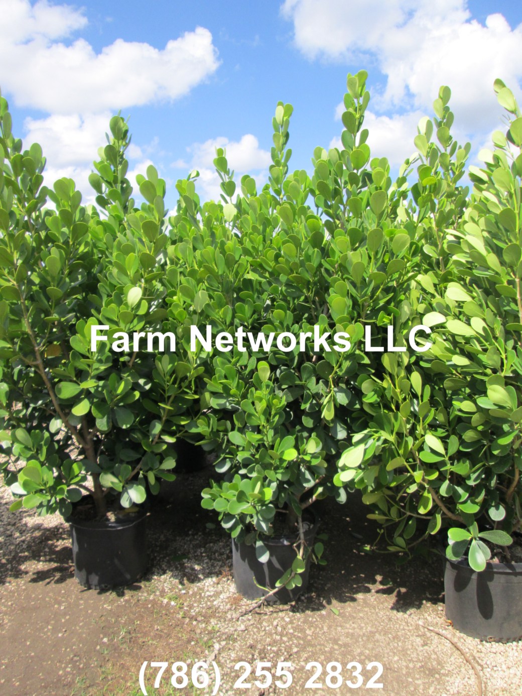 Naples-Clusia 45 Gallon