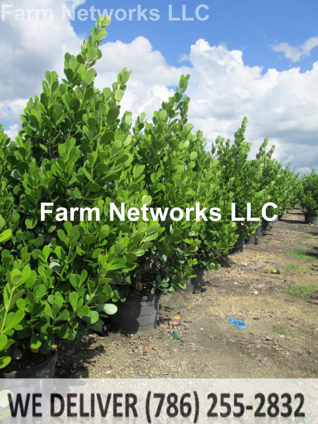 Naples-Ft. Myers-Clusia 10 Gallon