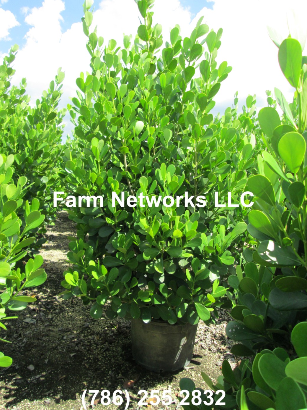 Naples-Ft. Myers-Clusia 15 Gallon