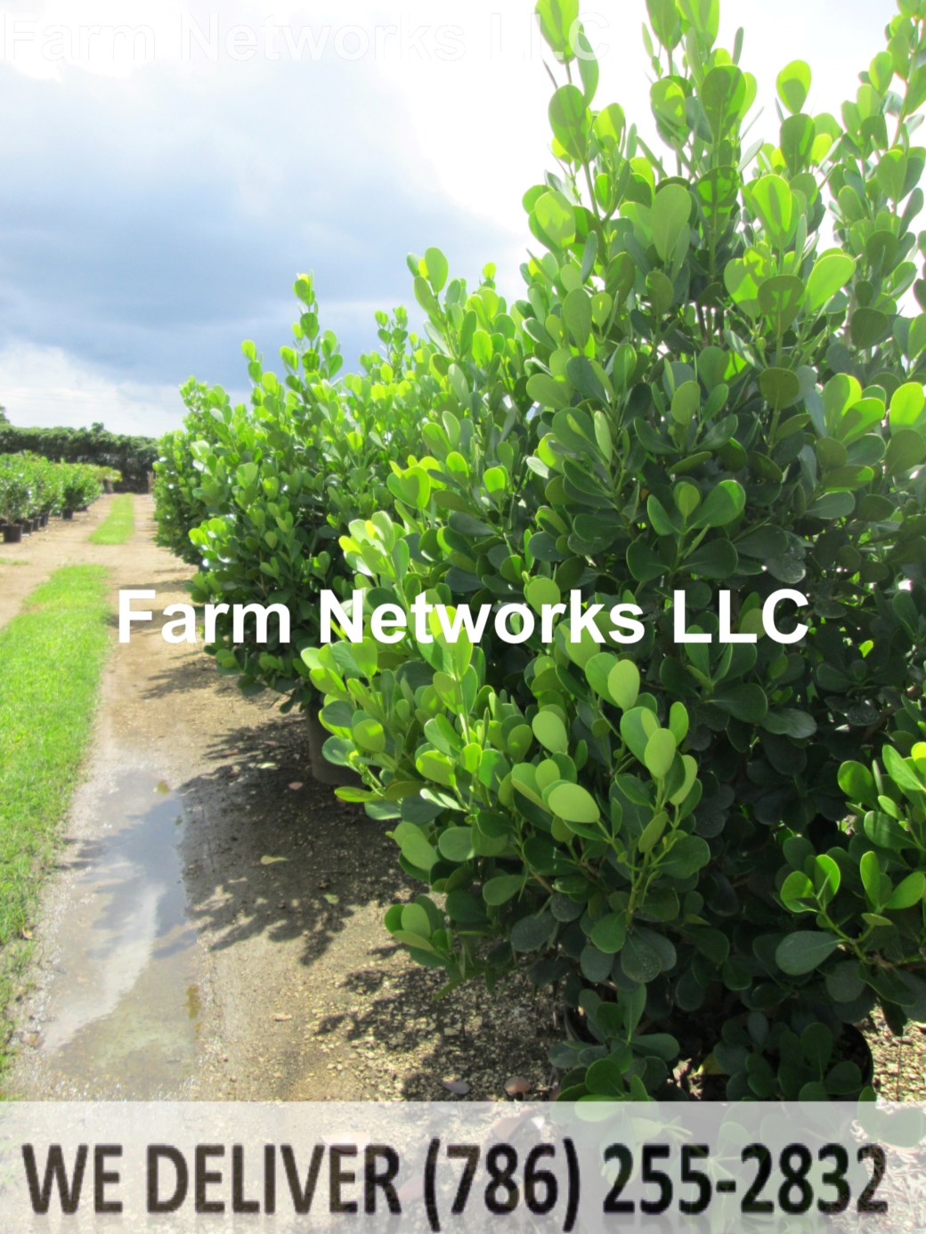 Naples-Ft. Myers-Clusia 25 Gallon