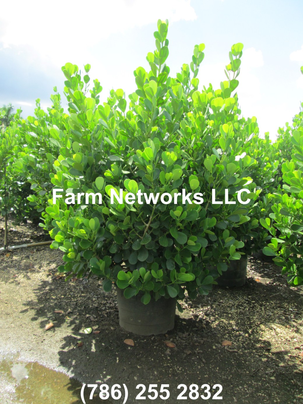 Naples-Ft. Myers-Clusia