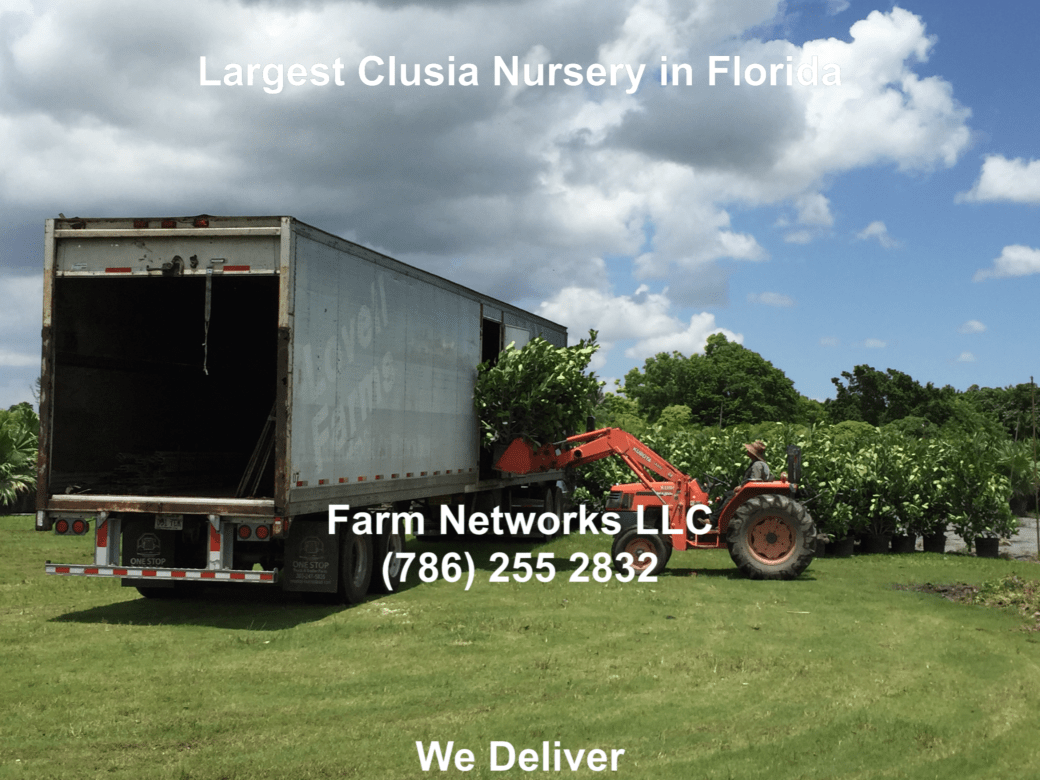 15-Gallon Clusia Guttifera-Palm-Beach