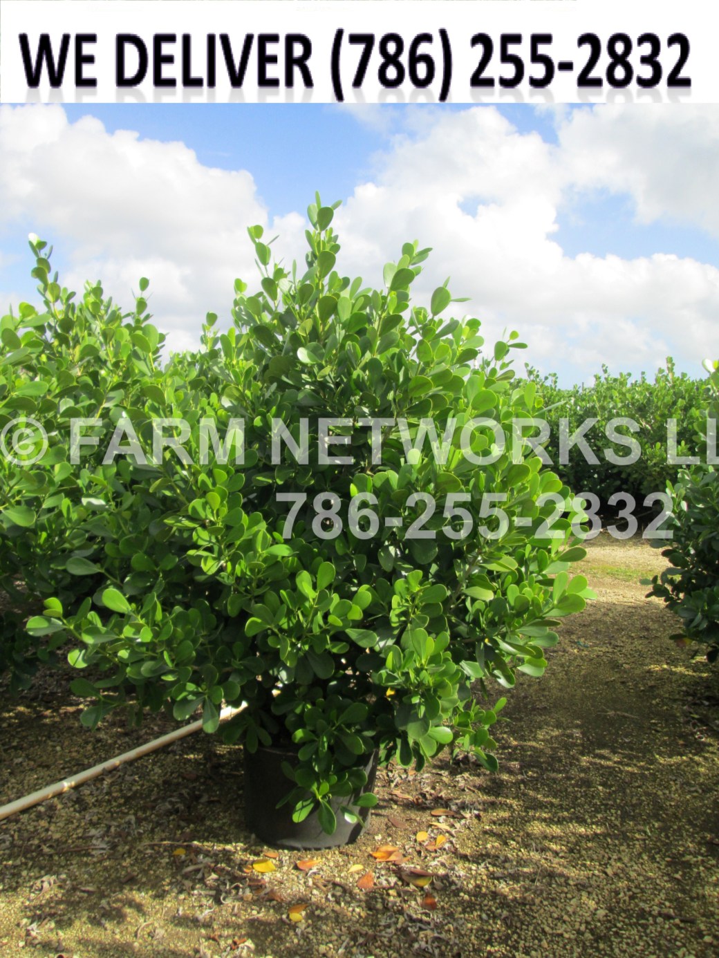 25 Gallon Clusia on Sale